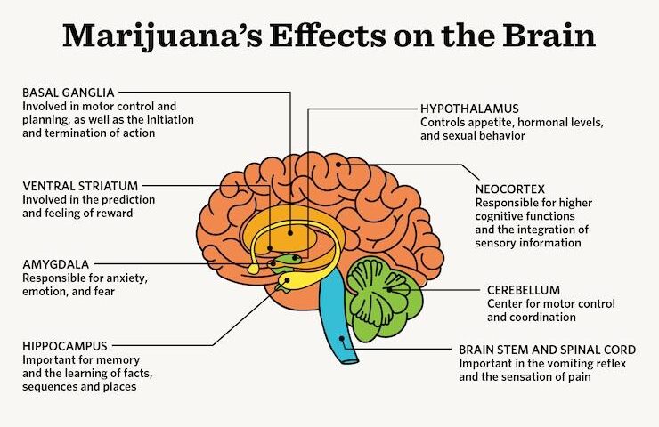 effects of marijuana use