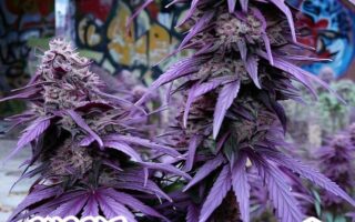 purple kush effects