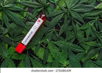 cannabis blood