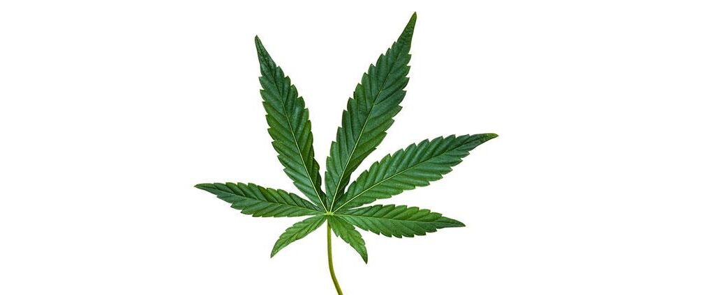 is cannabis weed