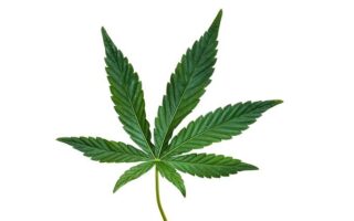 is cannabis weed