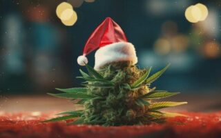 christmas cannabis