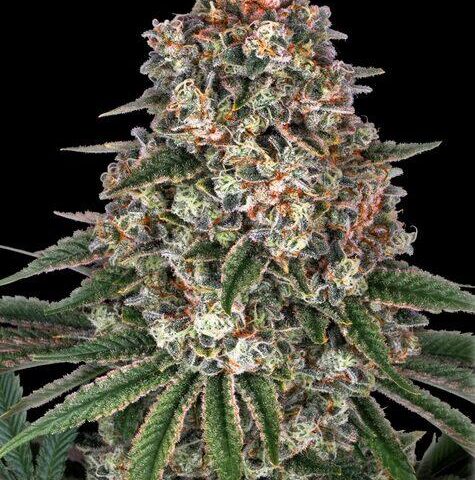 cannabis cup