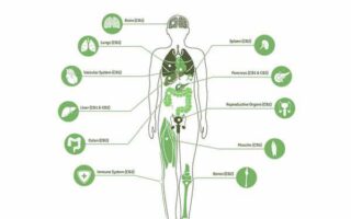 cannabinoid education