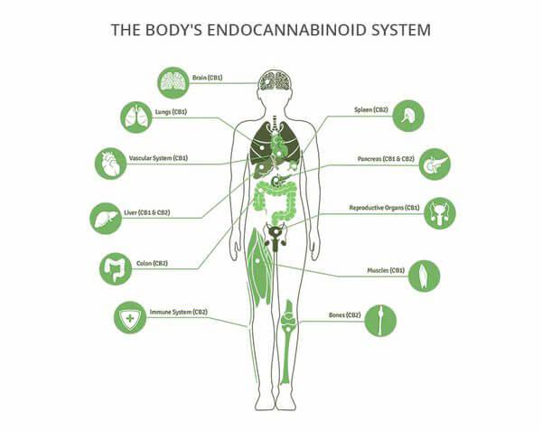 cannabinoid education