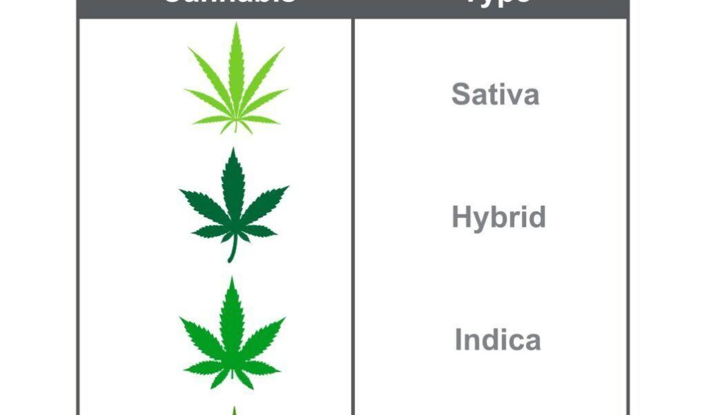 cannabis type