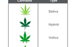 cannabis type