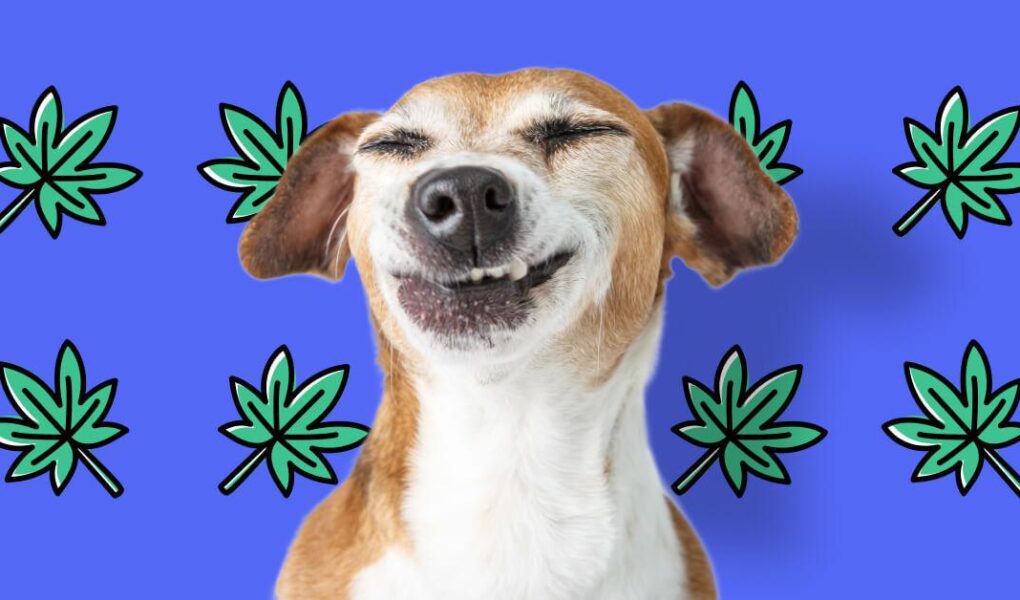 cannabis dog