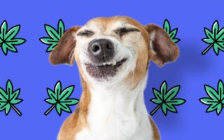 cannabis dog