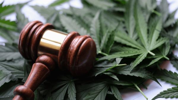 new cannabis law