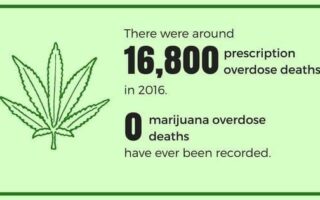 how many people die from marijuana