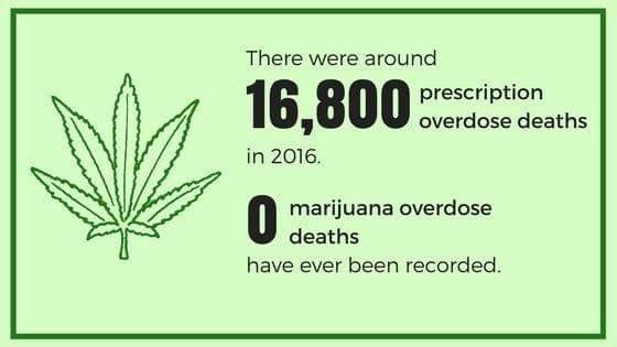 how many people die from marijuana