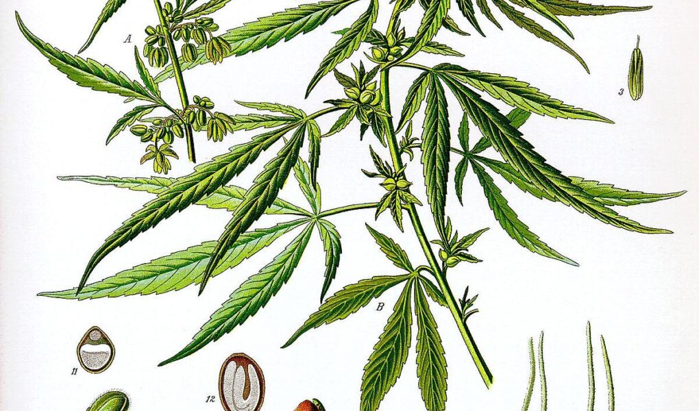 drug classification of marijuana