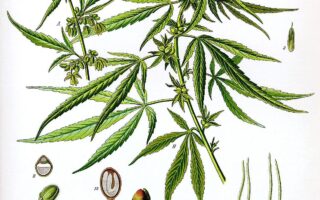 drug classification of marijuana