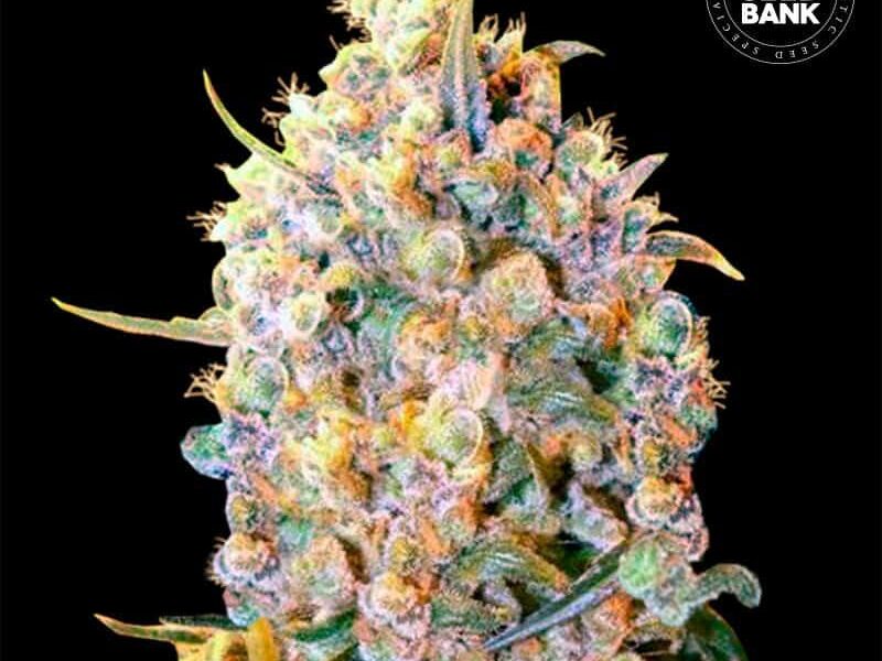 bud of weed