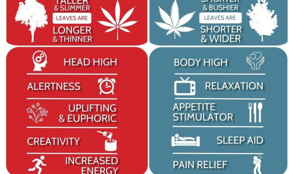 sativa side effects