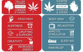 sativa side effects