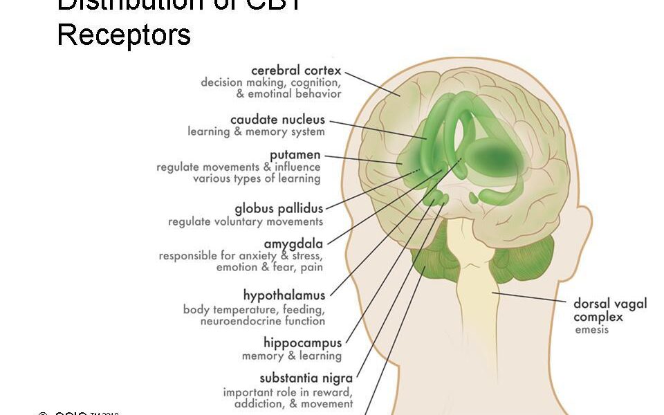 the active component in marijuana is