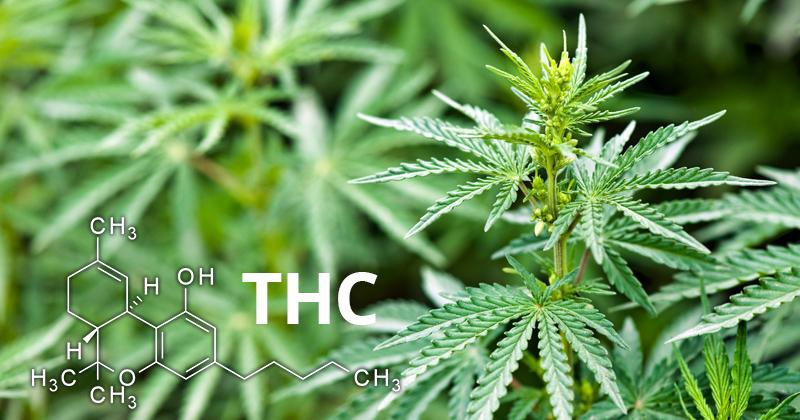 define thc