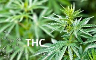 is thc psychoactive