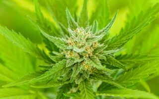 facts about thc