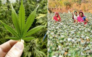 india cannabis