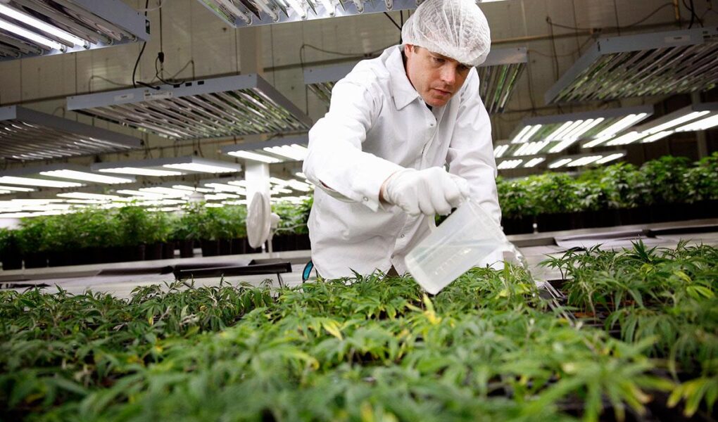 jobs cannabis