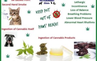 marijuana toxicity