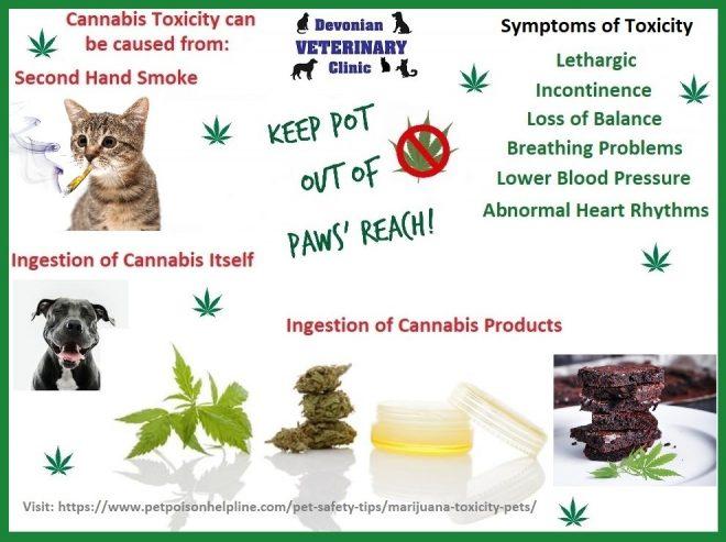 marijuana toxicity