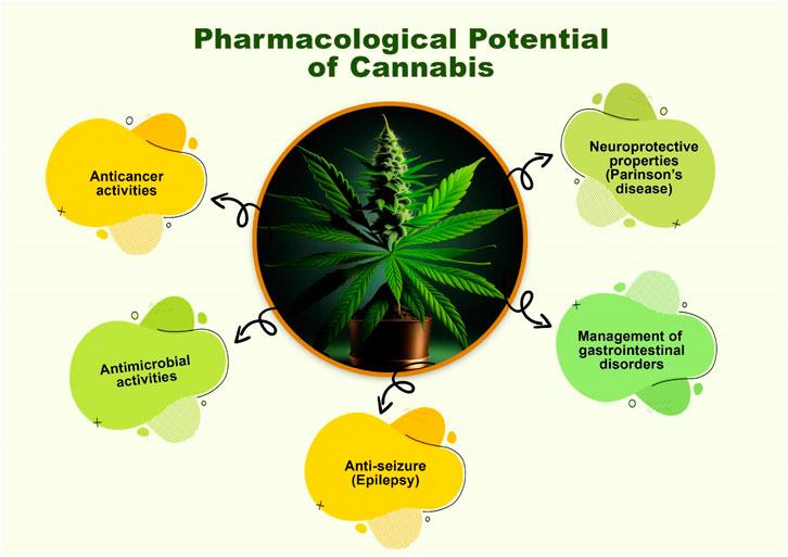 how many components are in marijuana