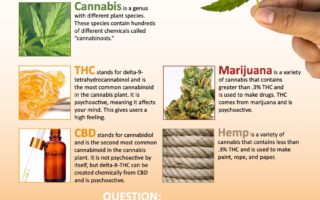 facts about marijuana