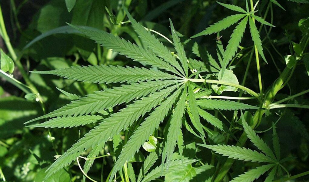 hemp plant image