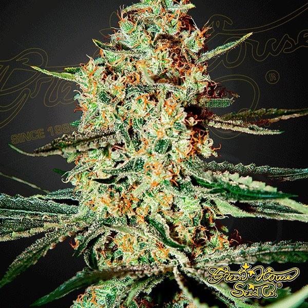 gold cannabis