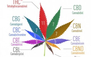 medical cannabis benefits