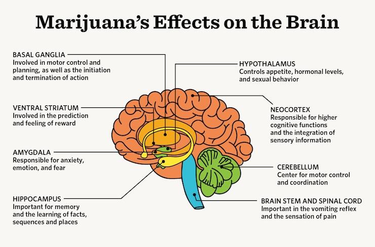 thc side effects