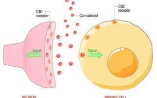 purpose of cannabinoid receptors