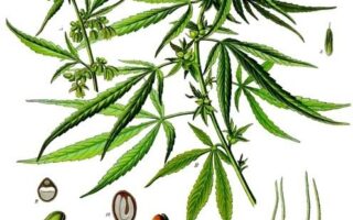 cannabis sativa industrial hemp