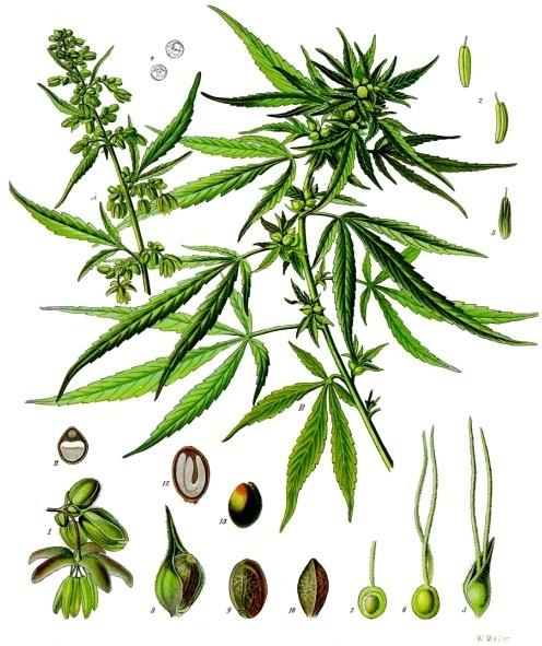 cannabis sativa industrial hemp