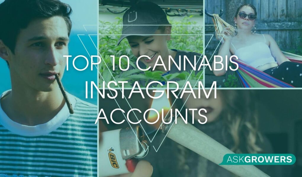 instagram cannabis accounts