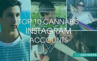 instagram cannabis accounts