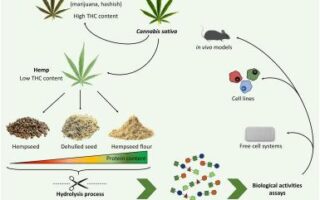 what’s in marijuana