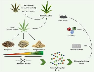 what’s in marijuana