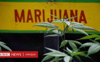 cannabis news sites