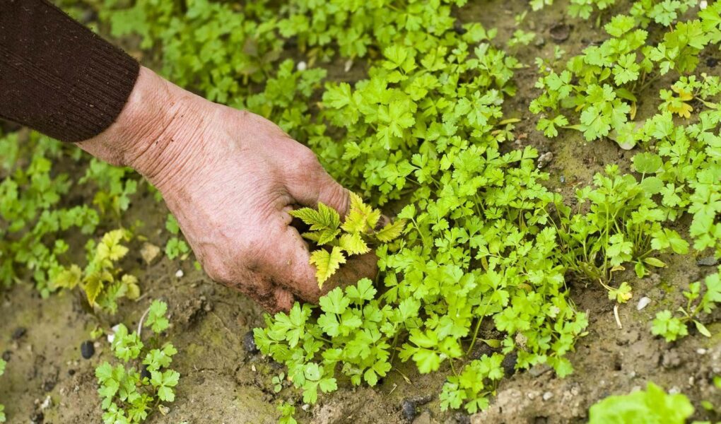 weeds effect on the brain