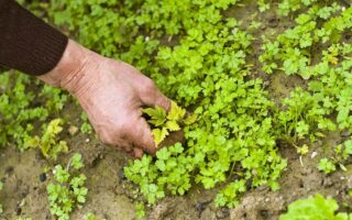 weeds effect on the brain