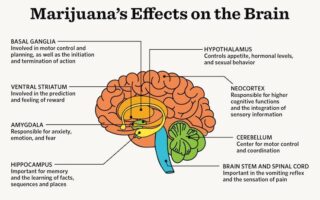 effects of thc