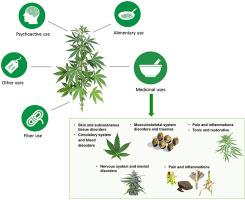 uses for marijuana