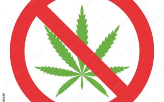 no cannabis