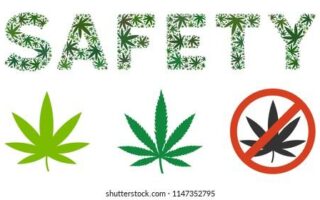 cannabis safety