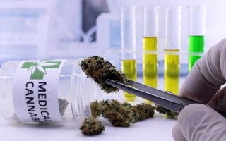 cannabis research